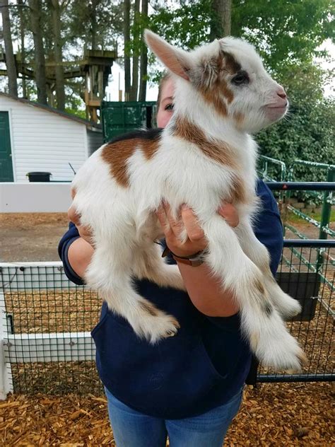 I have been breeding Nigerian Dwarf. . Goats for sale in va